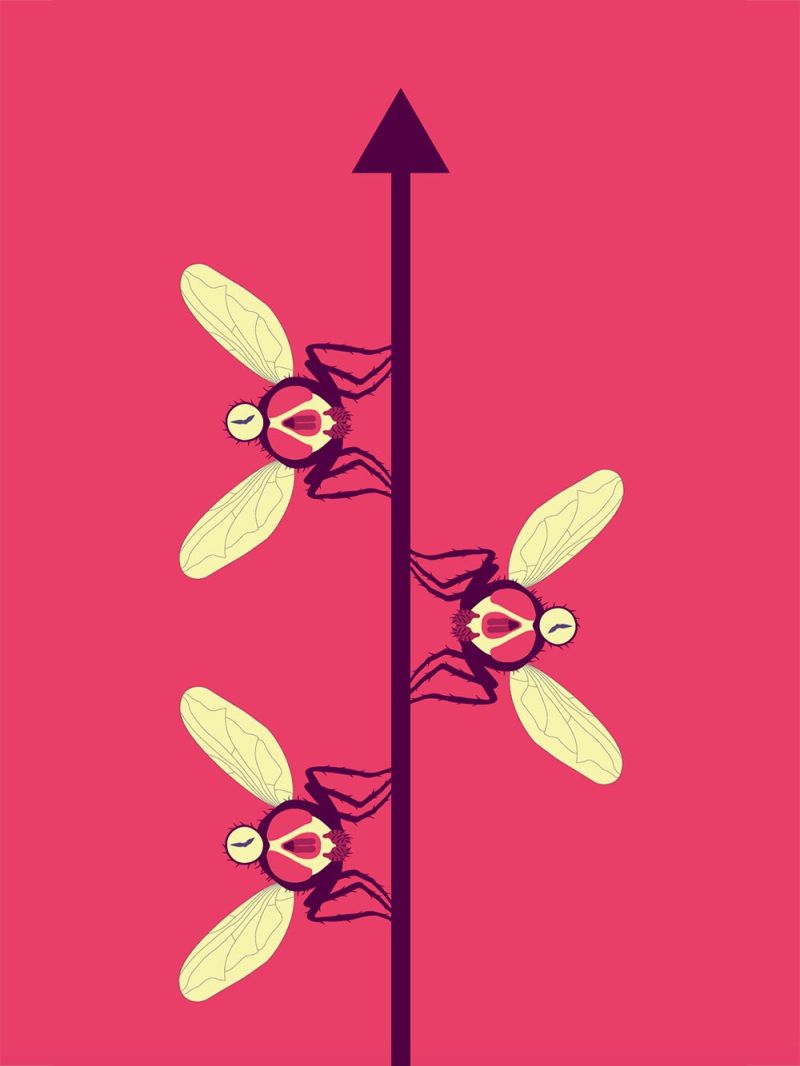 Time Flies – illustration by Robert Fiszer