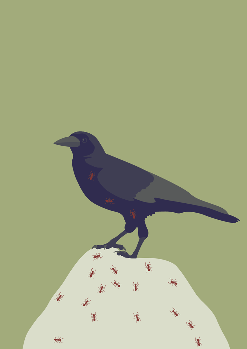 Navigating Biodiversity – editorial illustrations by Robert Fiszer