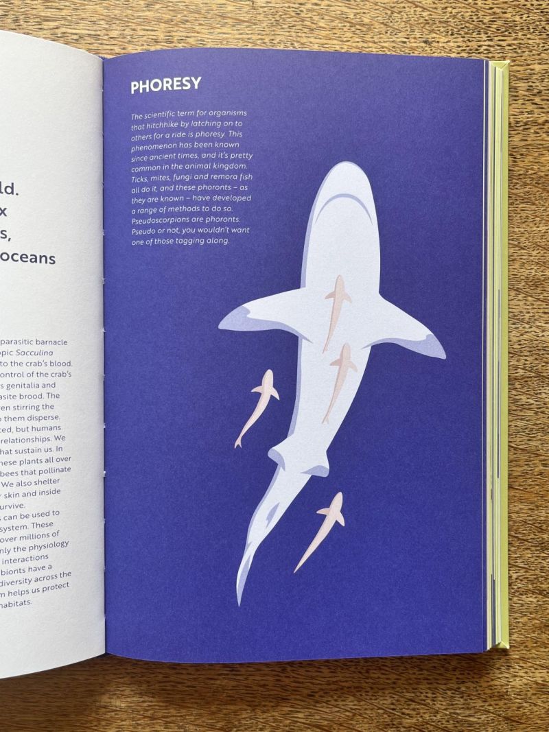 Phoresy – illustration by Robert Fiszer